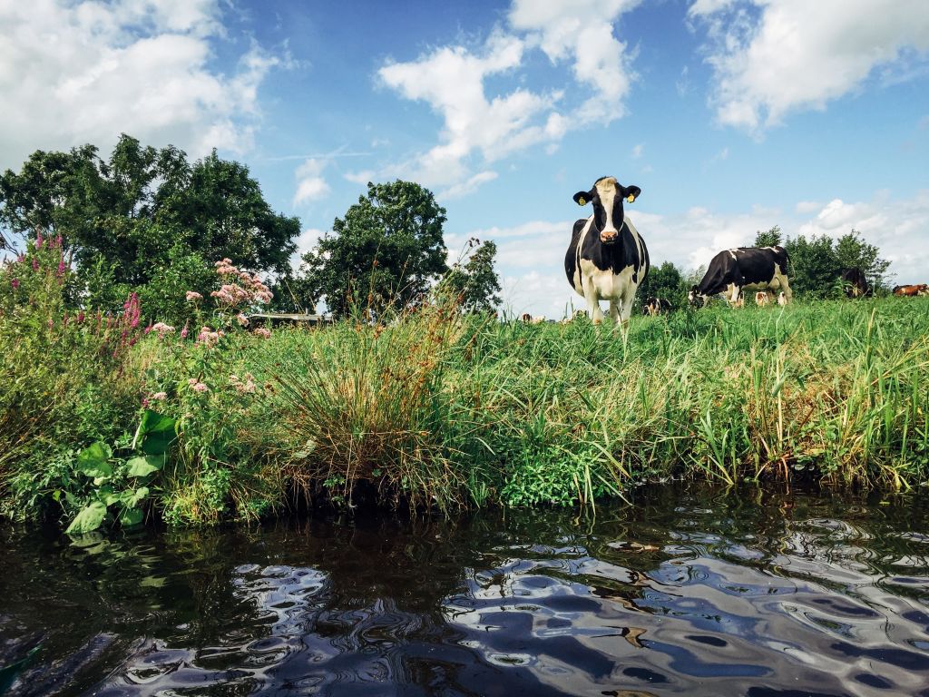 Eine Kuh in der niederländischen Landschaft