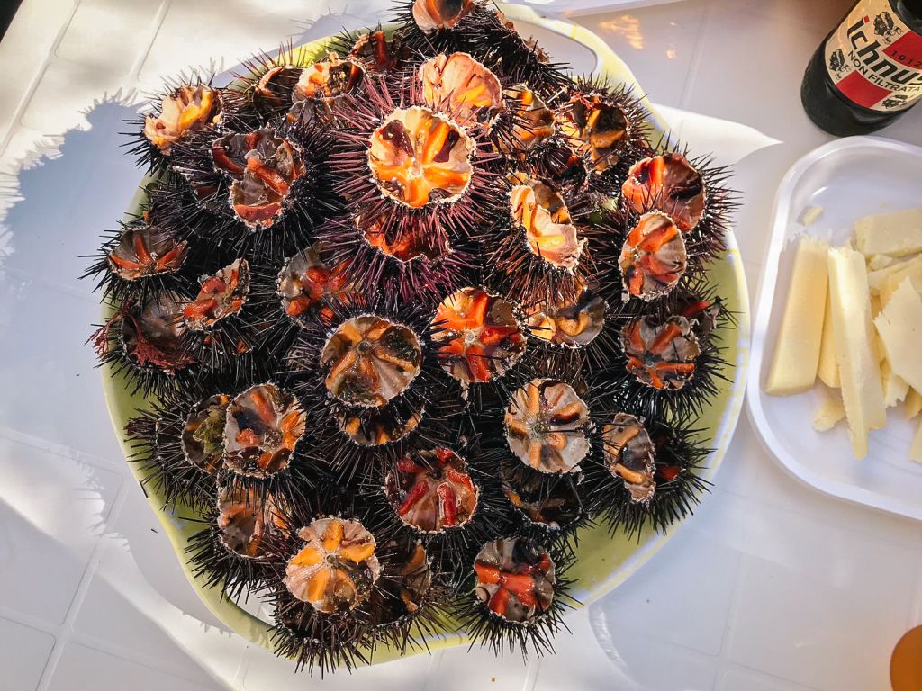 Piatto di ricci di mare in Salento