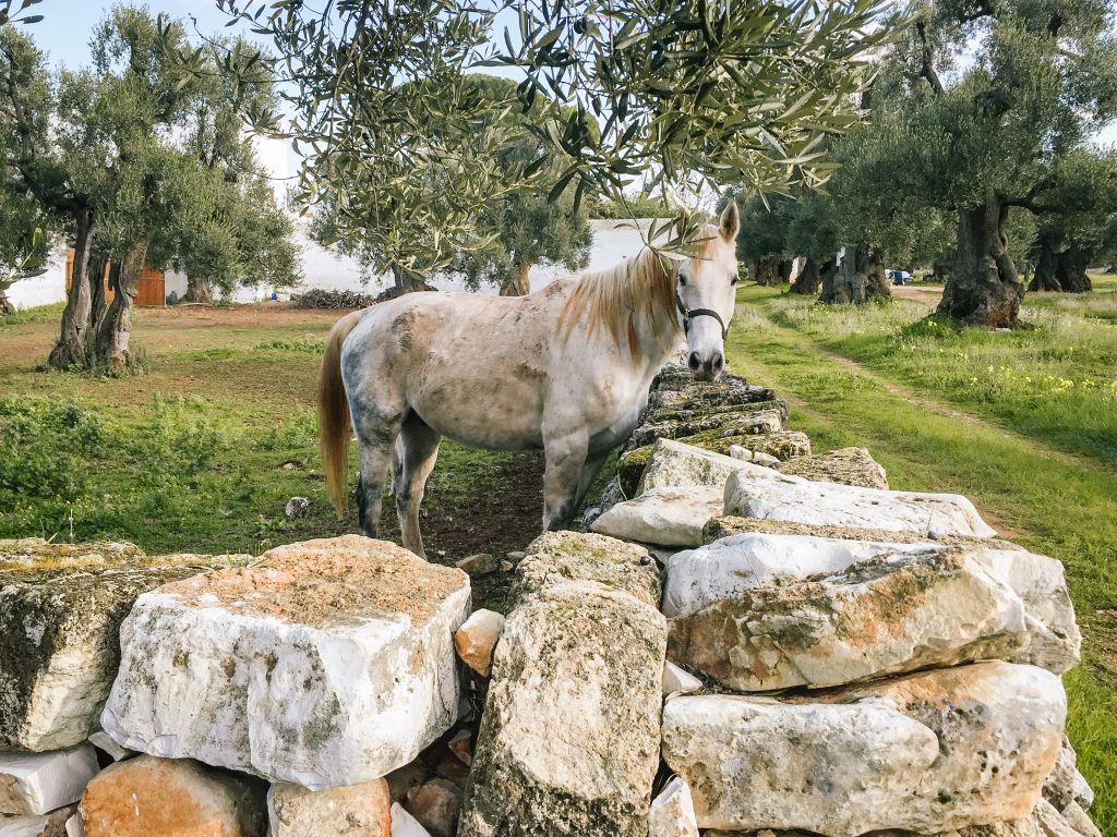 Muretto in pietra e cavallo in un paesaggio rurale del Salento