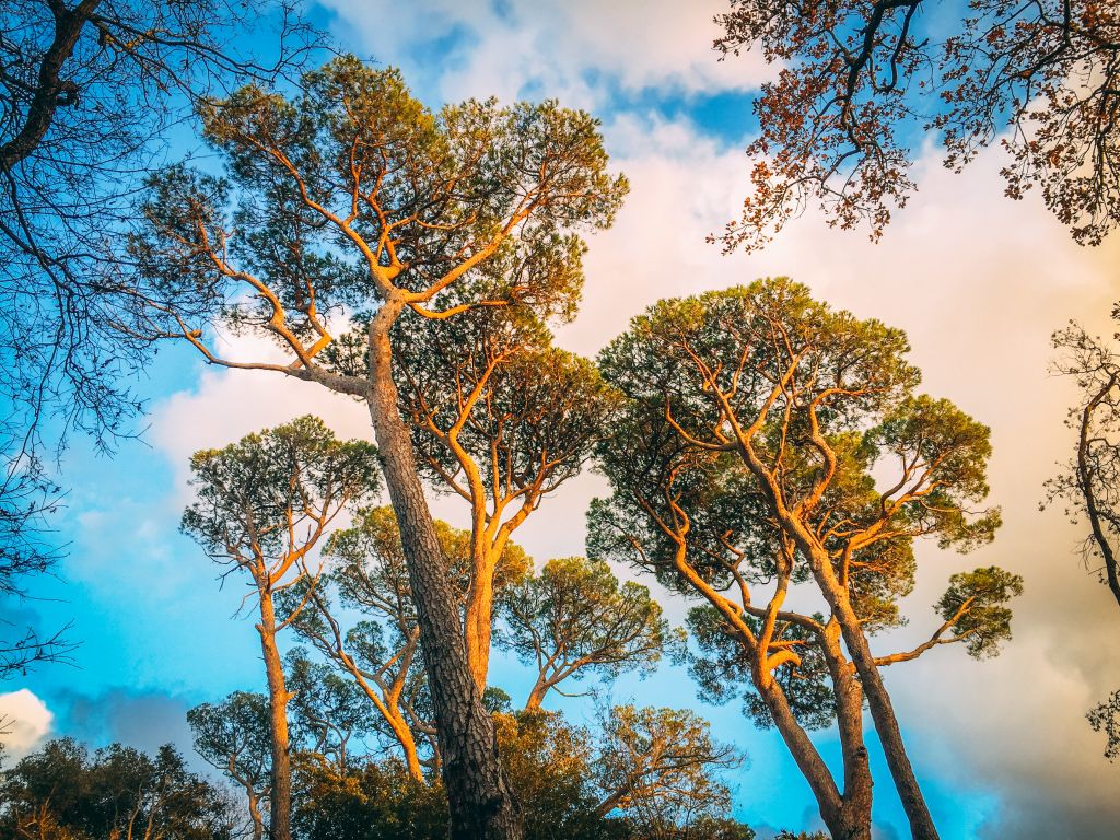 Alberi di pino sotto un cielo azzurro lungo la costa degli Etruschi, trekking in Toscana