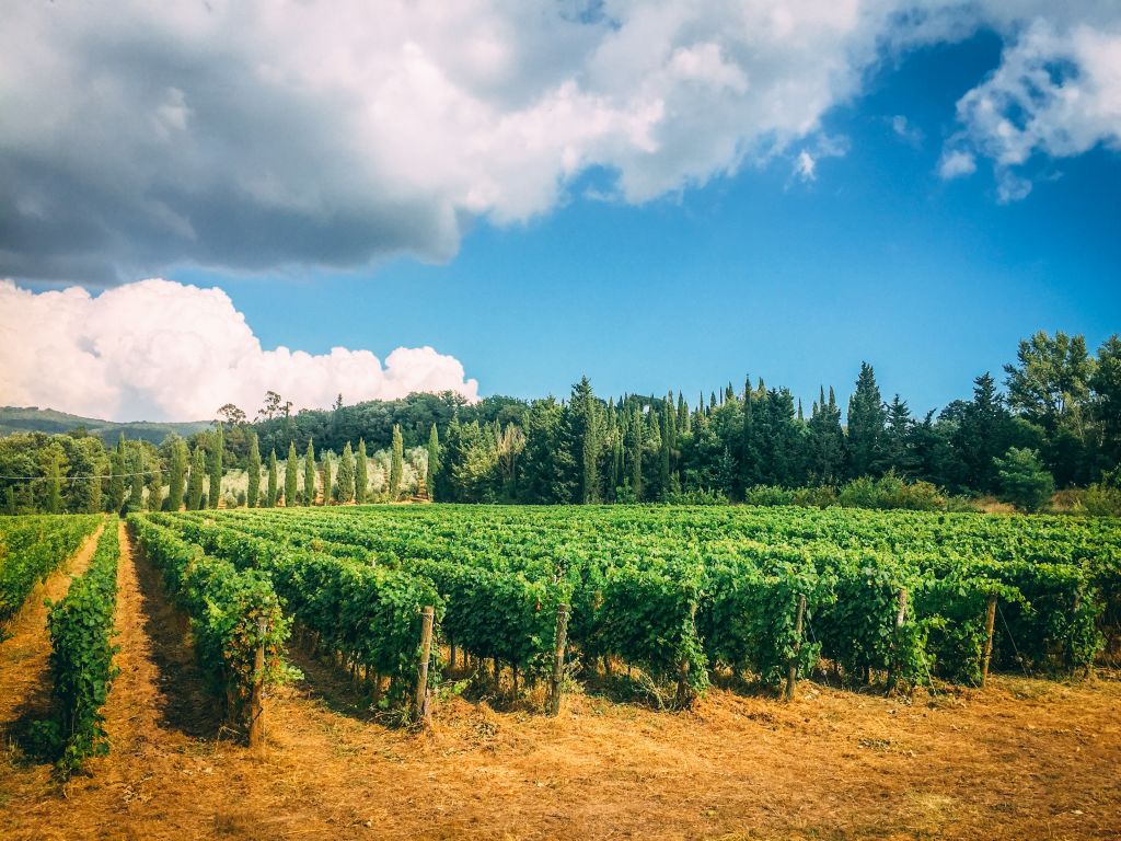 Filari e vigneti, Toscana