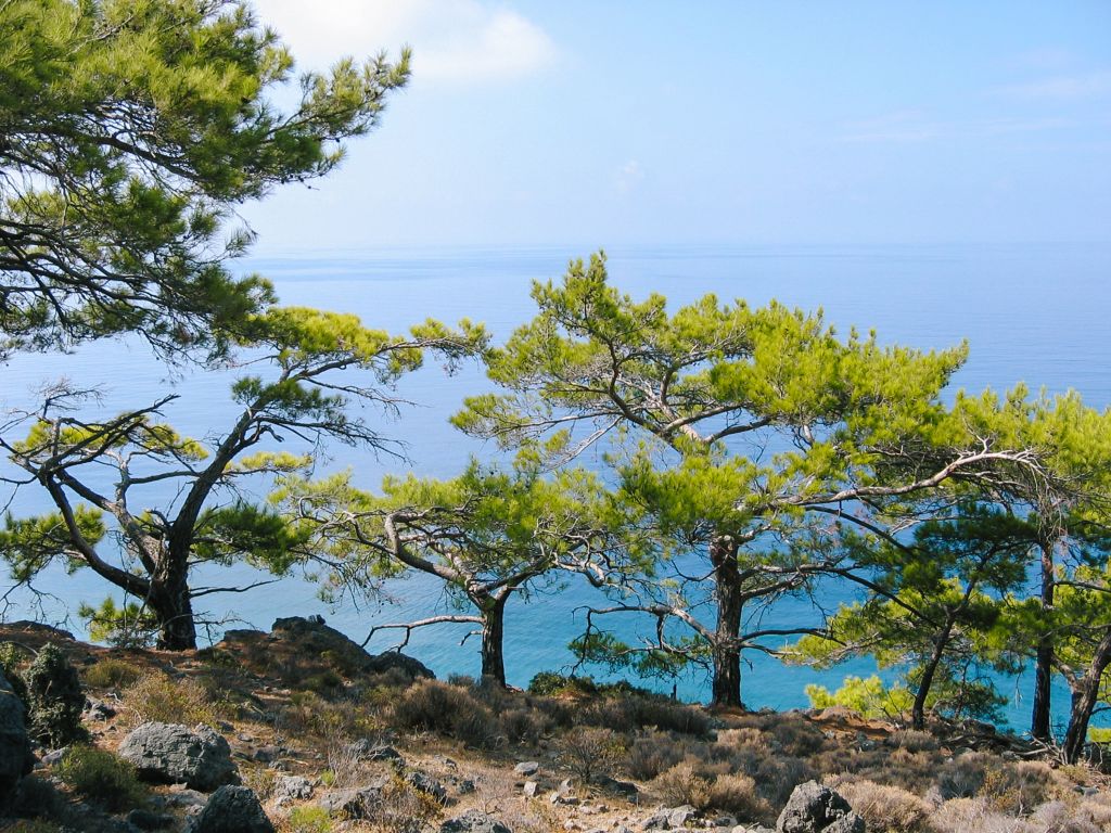 Alberi di pino su una collina con vista sul mare blu a Creta.