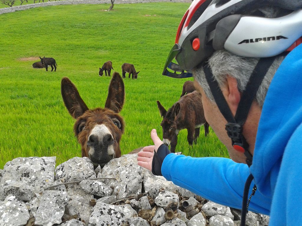Asini in un prato visti da un ciclista in Puglia.