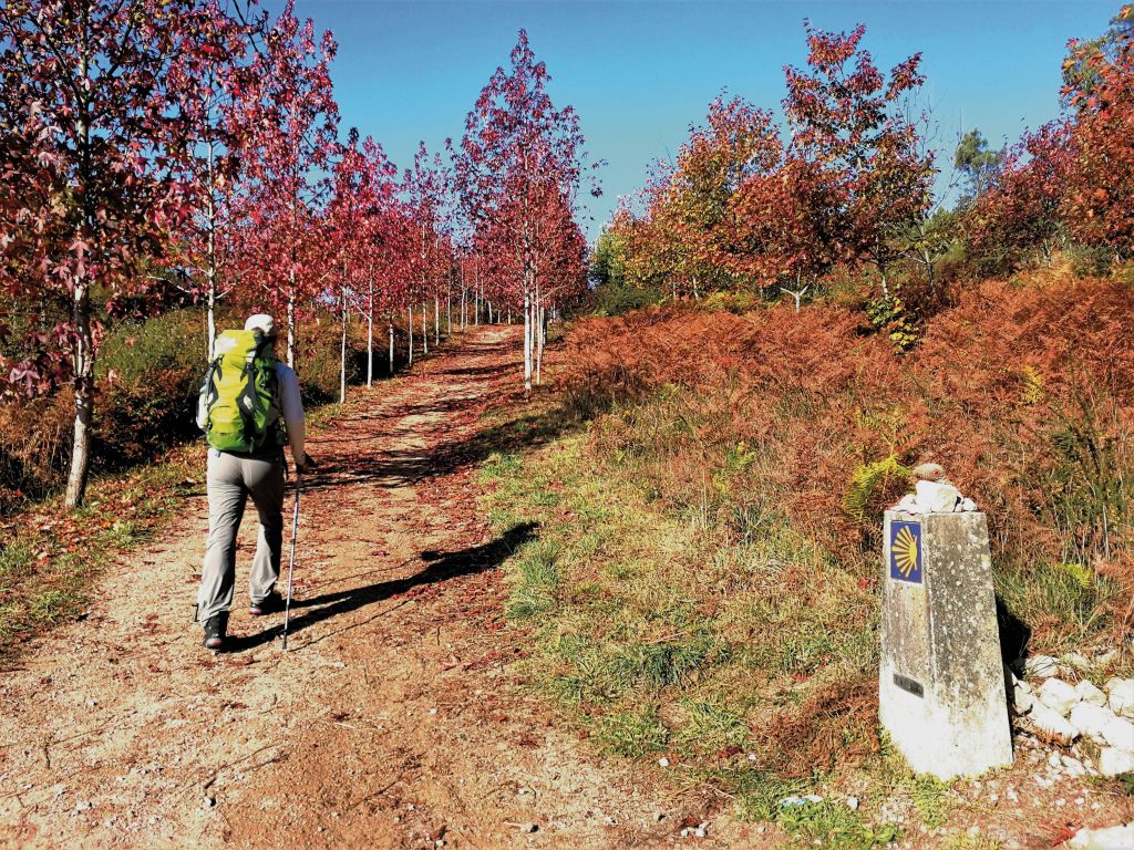 Pellegrino che cammina lungo un sentiero in autunno sul Cammino di Santiago, con alberi dalle foglie rosse.