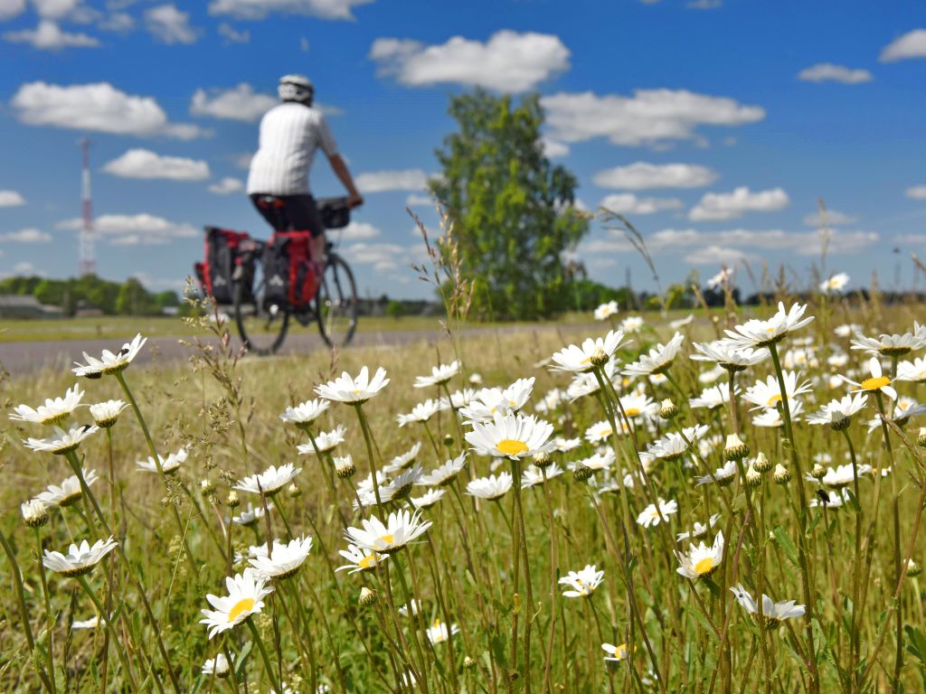 Ciclista che pedala attraverso un campo di margherite sulla Penisola dei Curi, Lituania, viaggi in bici "Girolibero"