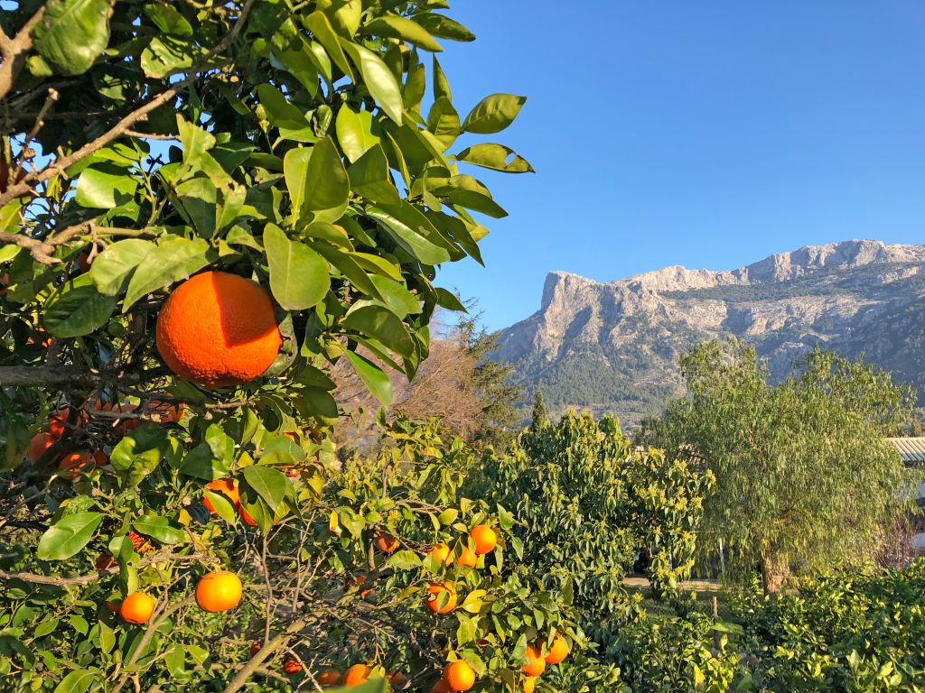 Albero di arancio carico di frutti in un giardino mediterraneo a Maiorca, Spagna.