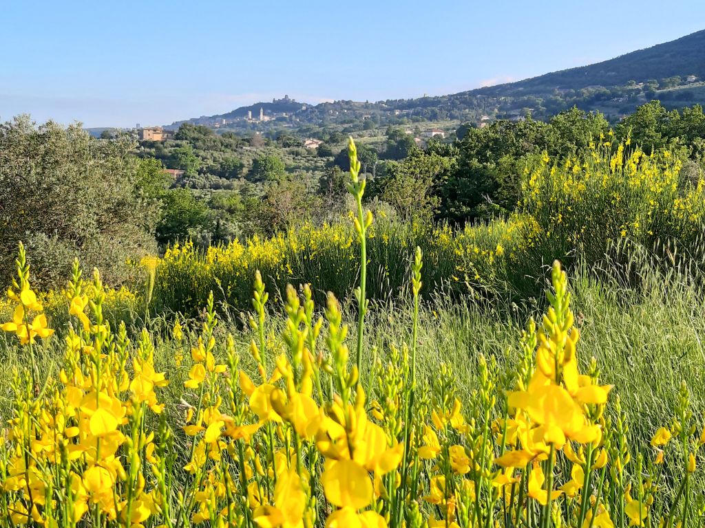 Paesaggio collinare dell'Umbria con ginestre gialle e borghi in lontananza. Vacanze in bicicletta.