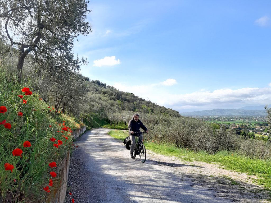 Percorso ciclabile tra uliveti e papaveri rossi nella campagna umbra, con colline sullo sfondo.