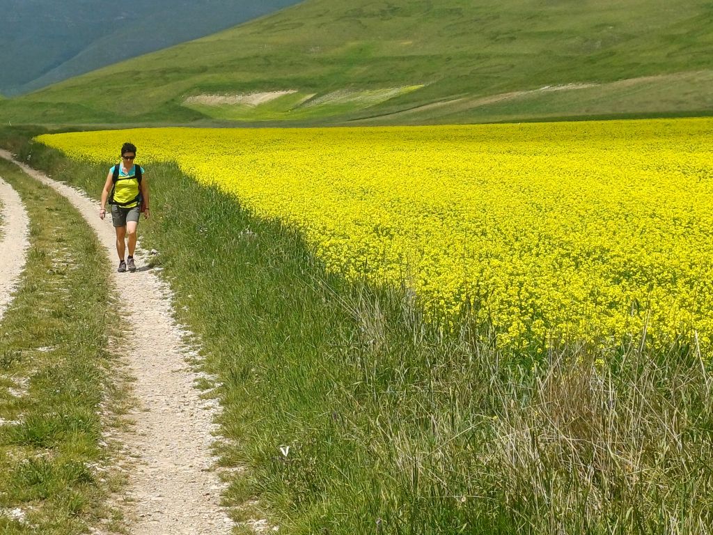 Sentiero tra campi fioriti gialli nel Parco Nazionale dei Monti Sibillini, Marche.