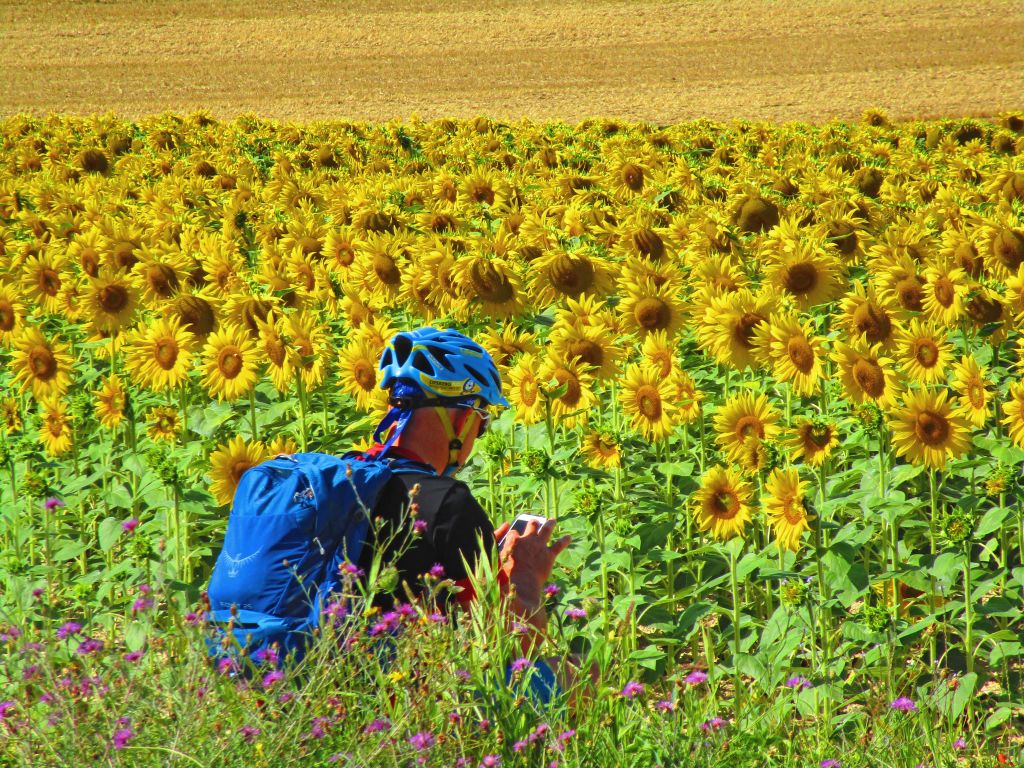 Cyclist among blooming sunflowers in the Burgundy countryside.