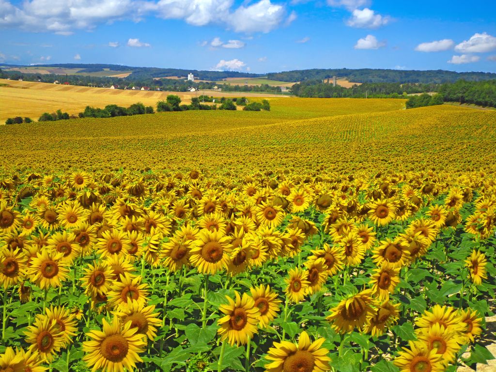 Weite Sonnenblumenfelder unter blauem Himmel in der Burgund-Region.