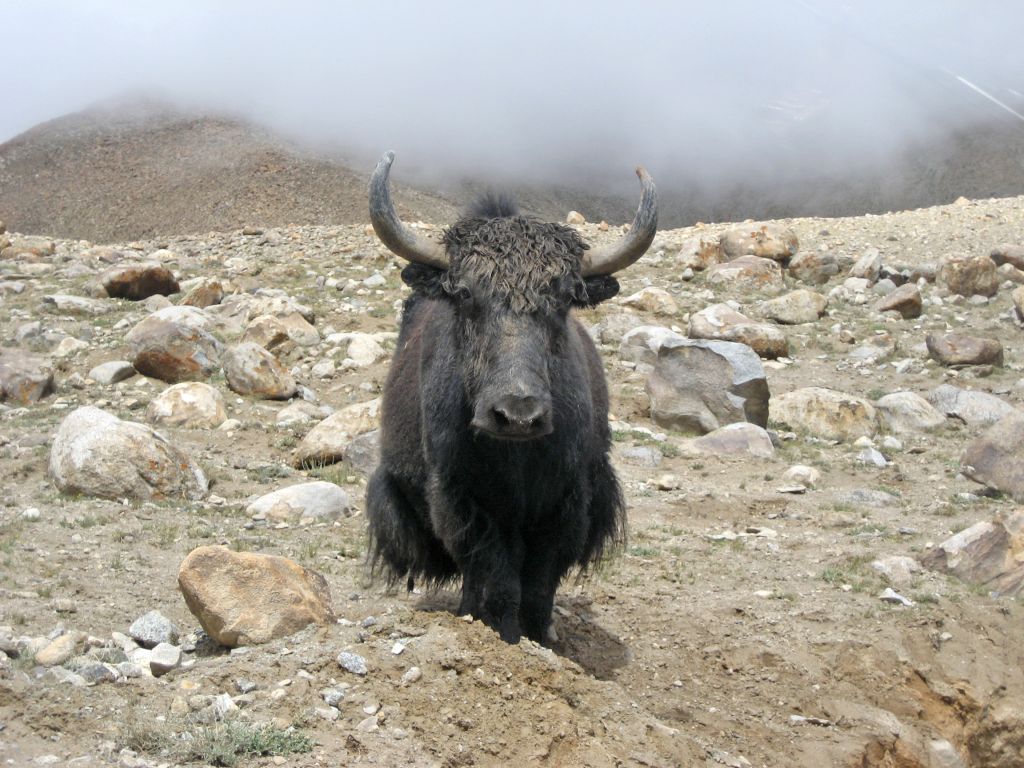 Yak solitario con pelliccia nera su un’altura erbosa nella regione dell’Himalaya, Ladakh.
