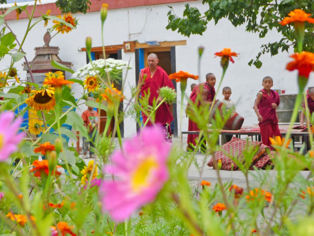 Fiori di campo colorati con monaci in abiti rossi sullo sfondo, presso un convento buddista in Ladakh.
