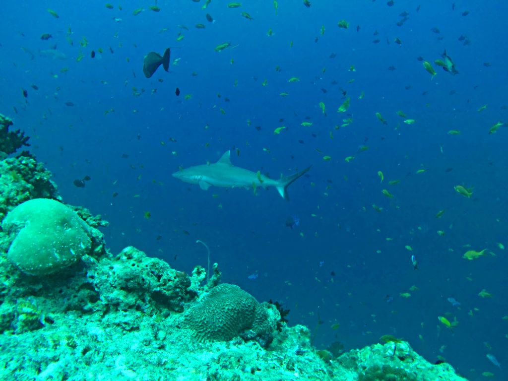 Squalo di barriera tra i pesci tropicali nell’oceano delle Maldive.