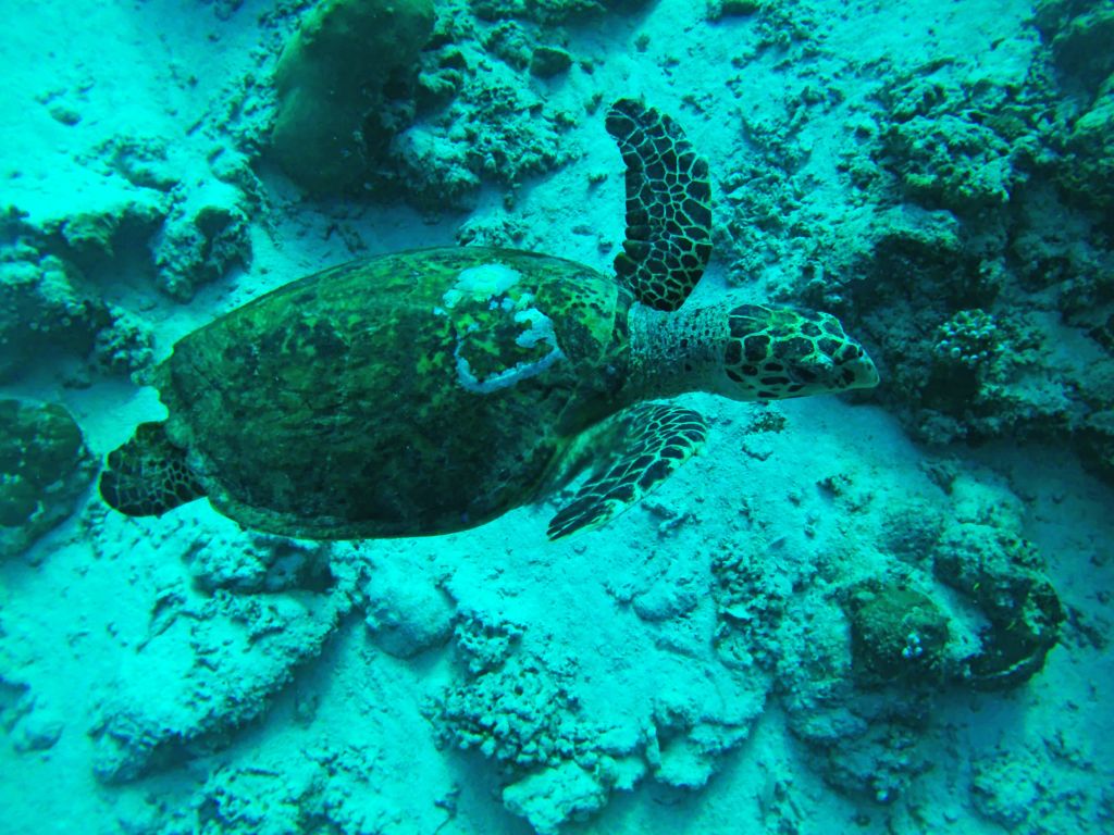 Tartaruga marina che nuota tra i coralli nel mare delle Maldive.