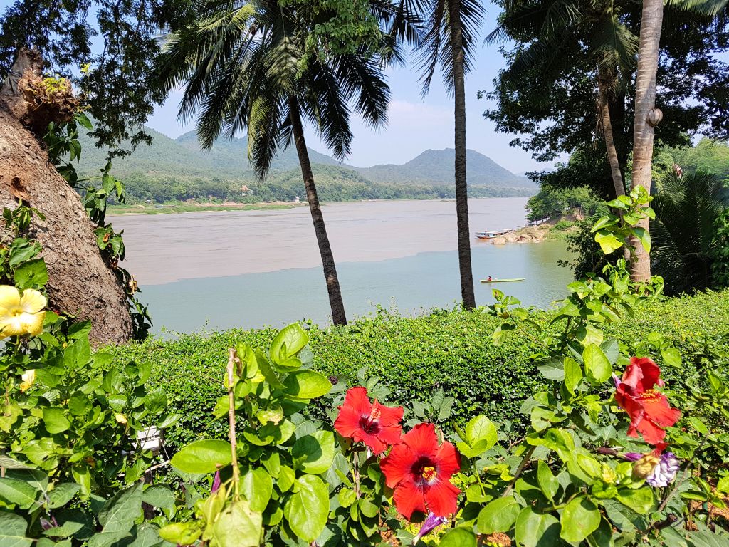 Fiori d’ibisco sul lungofiume Mekong a Luang Prabang