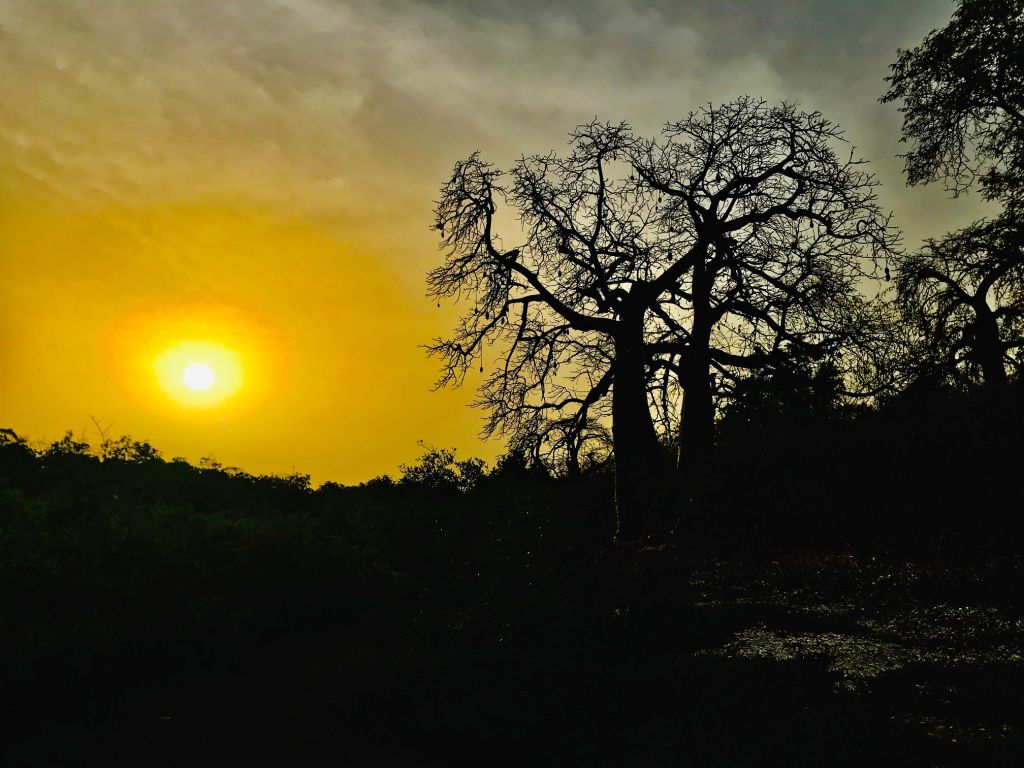 Tramonto dorato sulla savana con silhouette di acacie africane