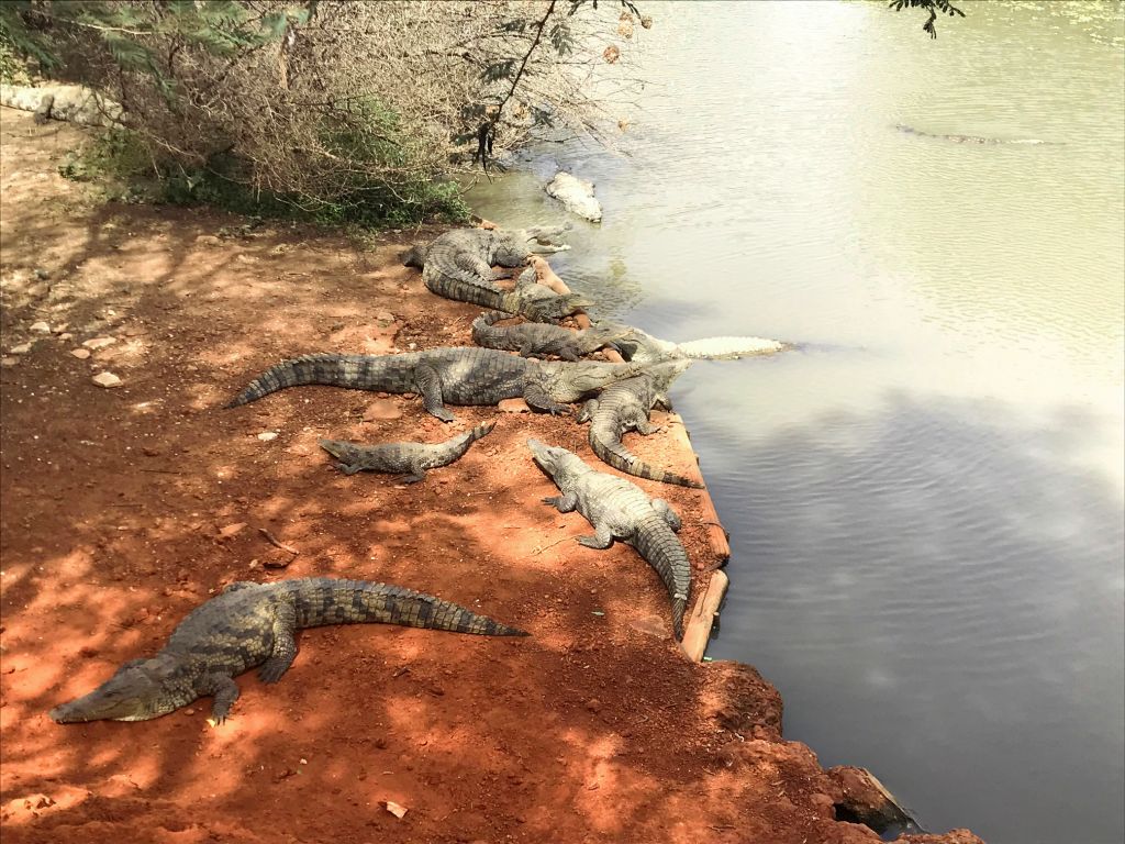 Coccodrilli del Nilo che si scaldano sulle rive rosse del Senegal