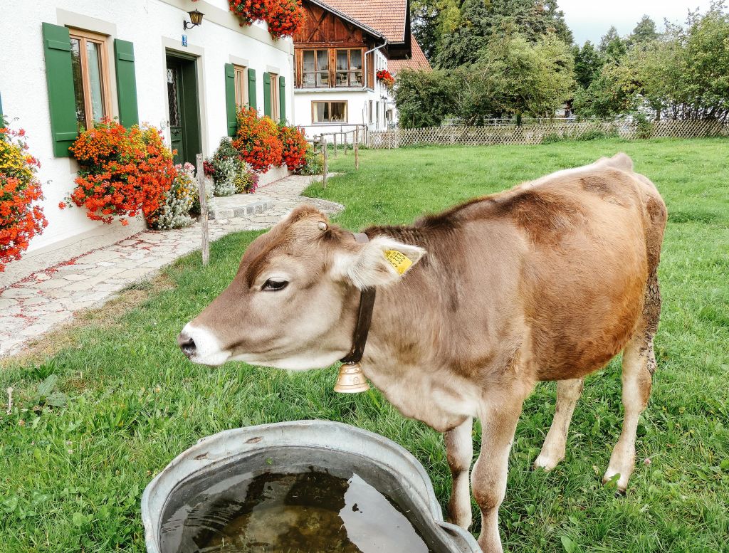 Mucca al pascolo in un prato vicino a una fattoria, Baviera tradizionale
