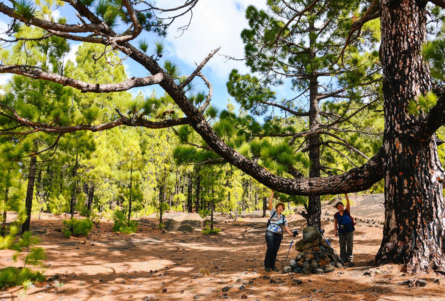 Escursionisti tra pini e sentieri sull’isola di Tenerife
