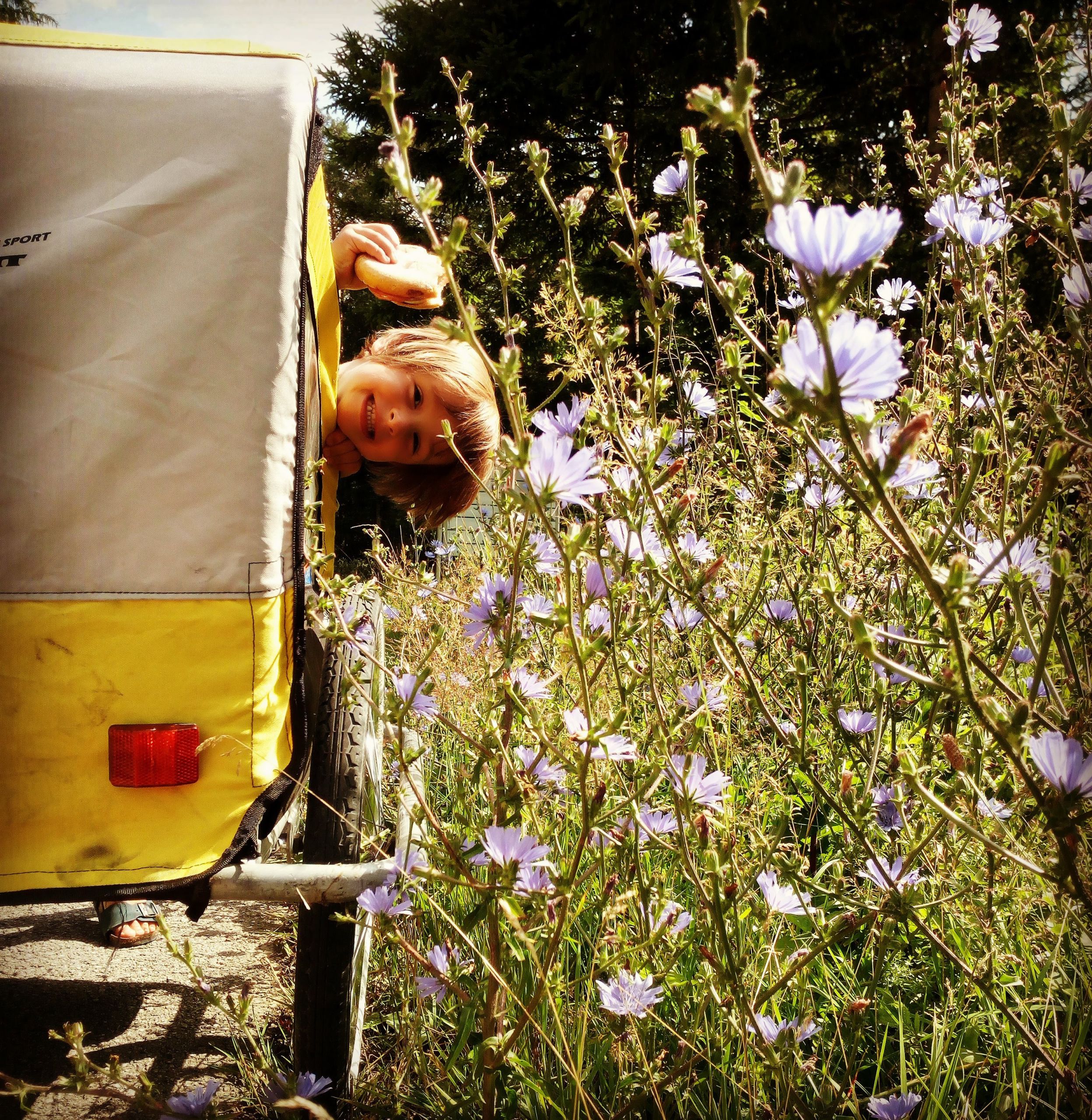 Bambino felice su carrello vicino a fiori selvatici lungo una pista ciclabile in Carinzia, Austria.
