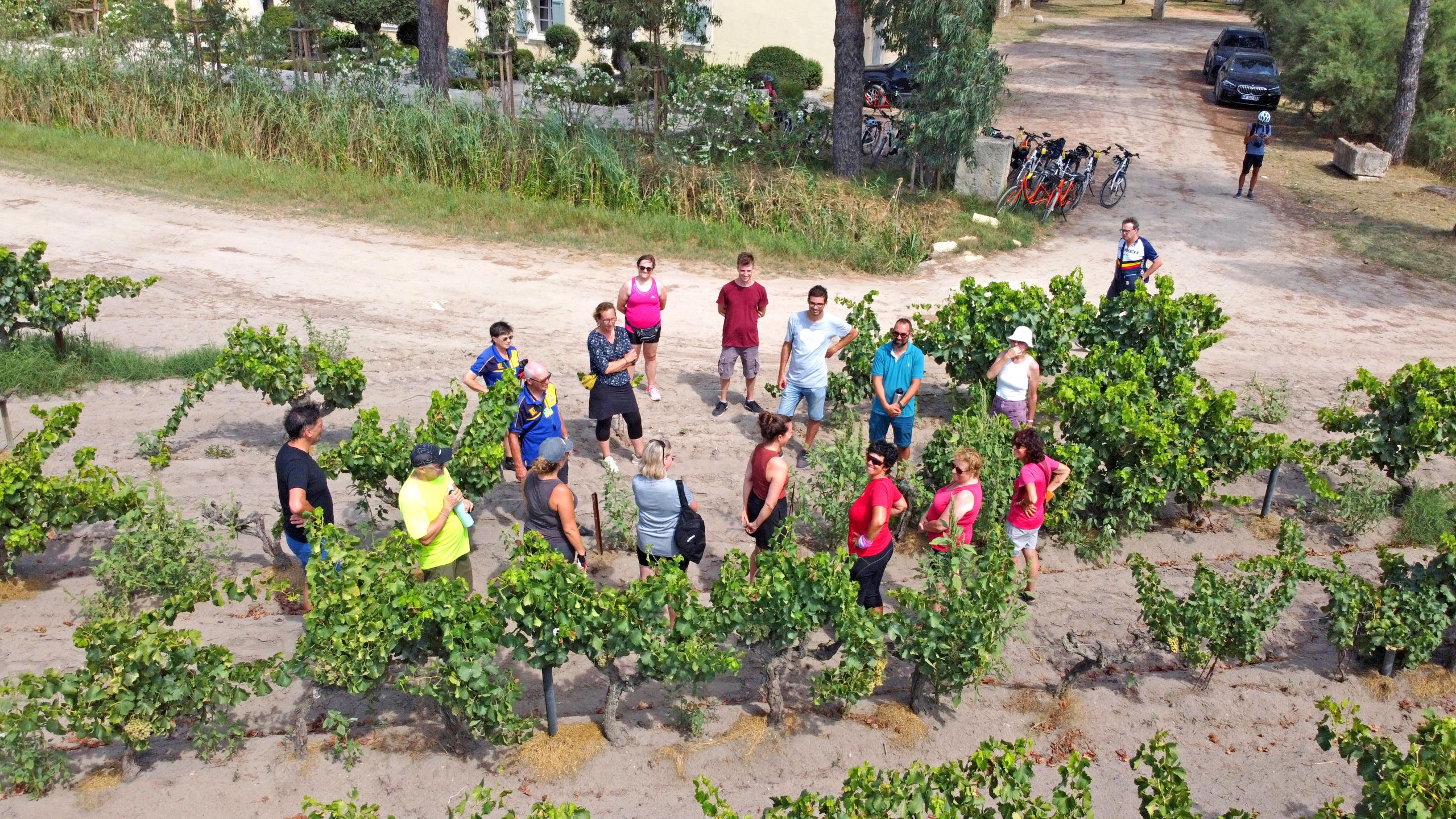 Group of cyclists exploring a vineyard, Provence, France,cycling tour in Provence.