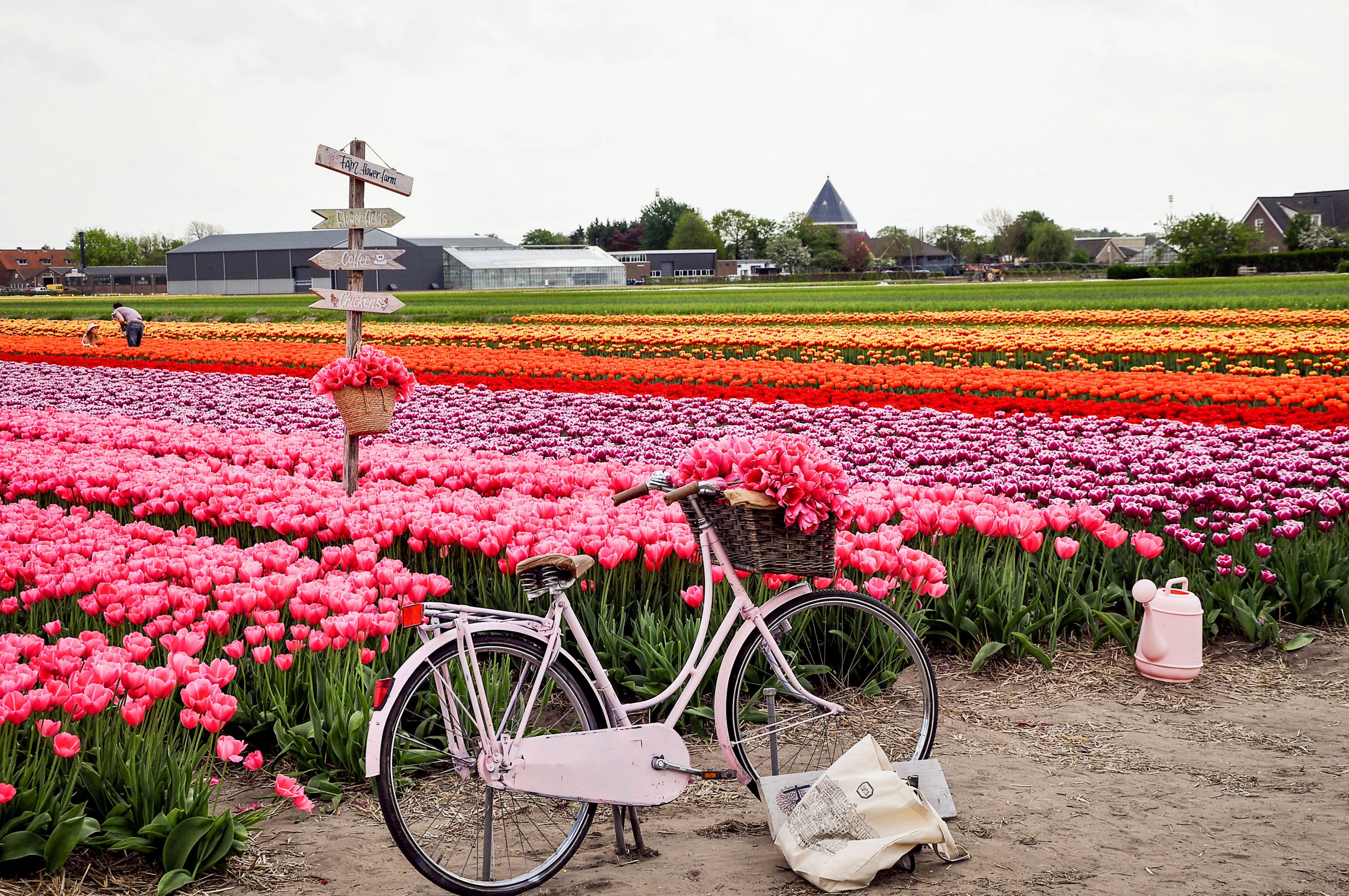 Amsterdam, il Keukenhof e l’Asta dei FioriGiulio Andrea Comastri