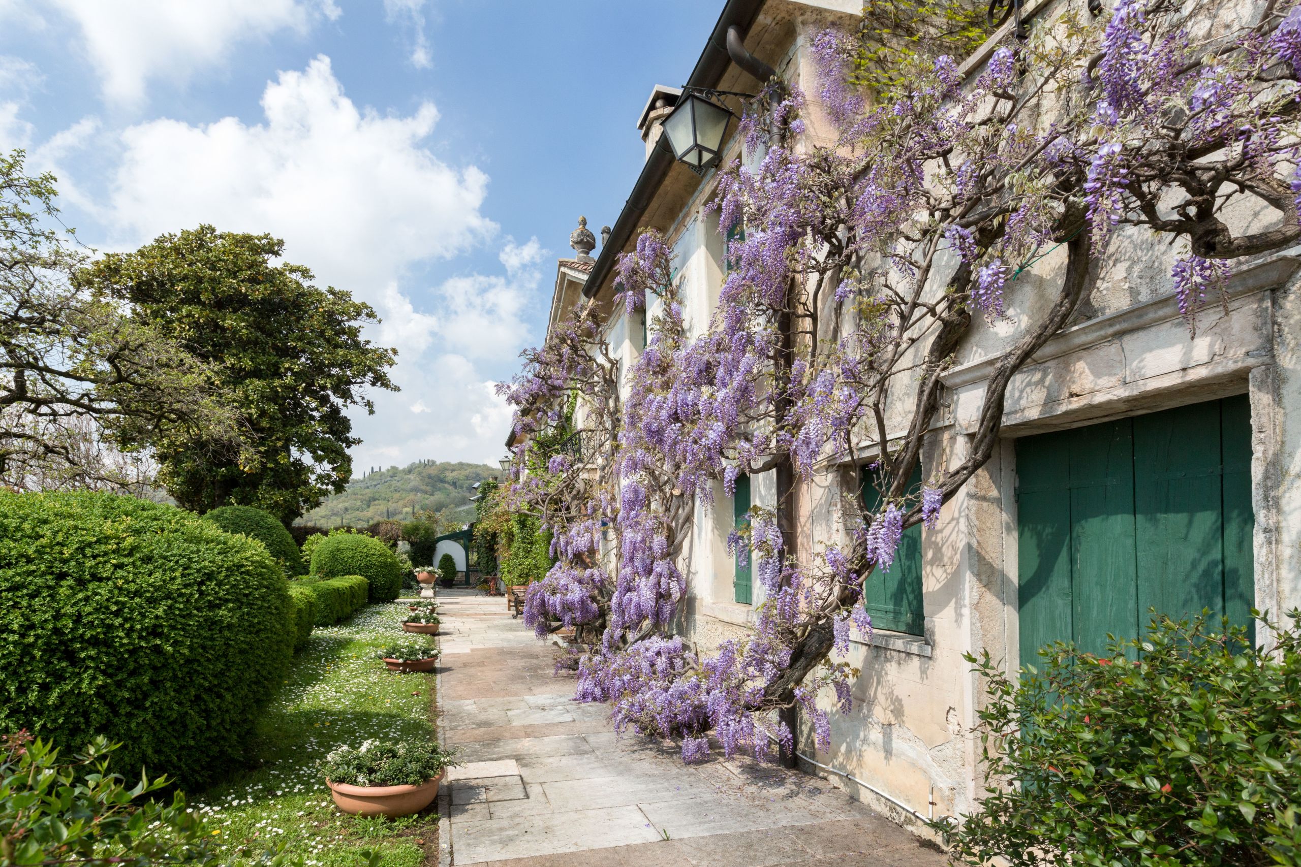 Stradina, prato verde con cespugli, vasi e alberi, edificio con piante rampicanti viola, tra Vicenza e Mestre, Veneto