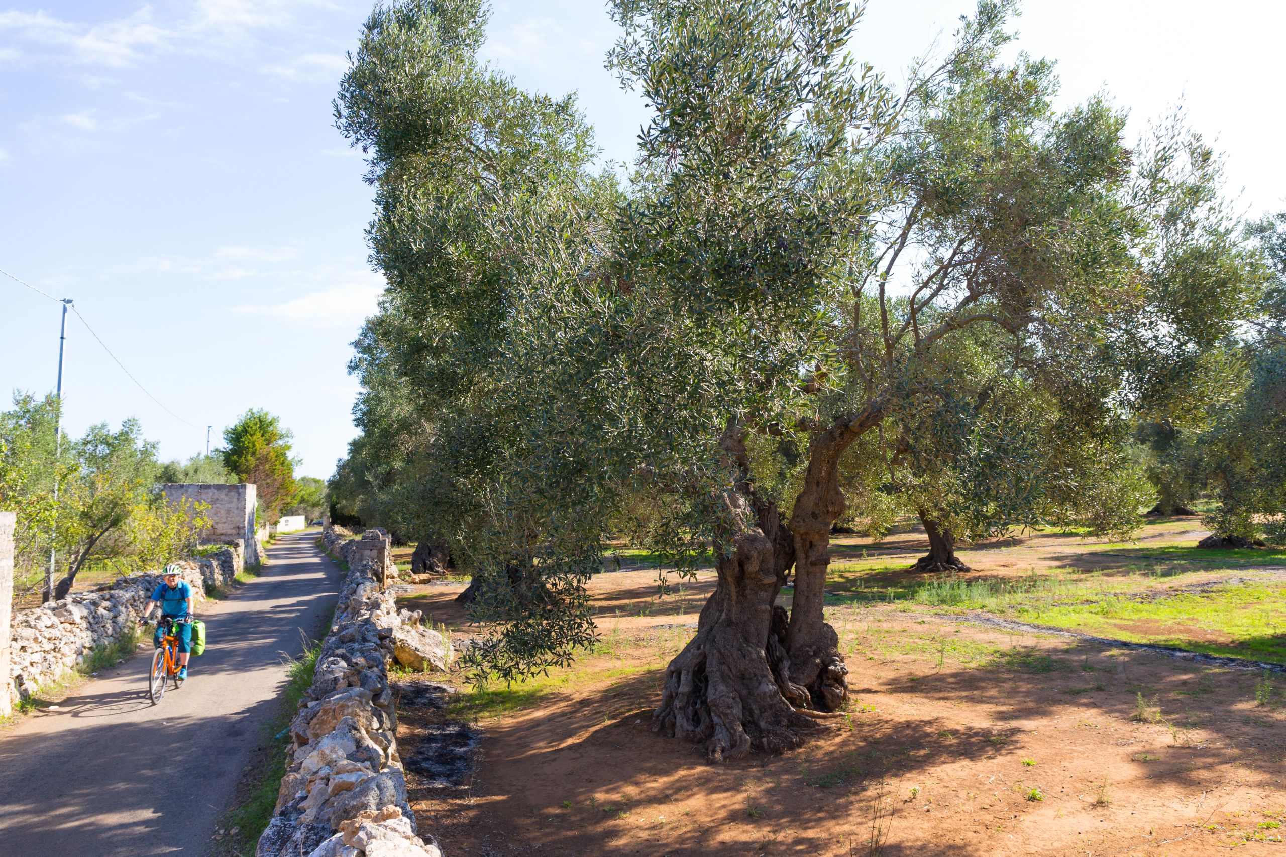 Ancient olive tree on a path in the Apulian countryside, Italy.