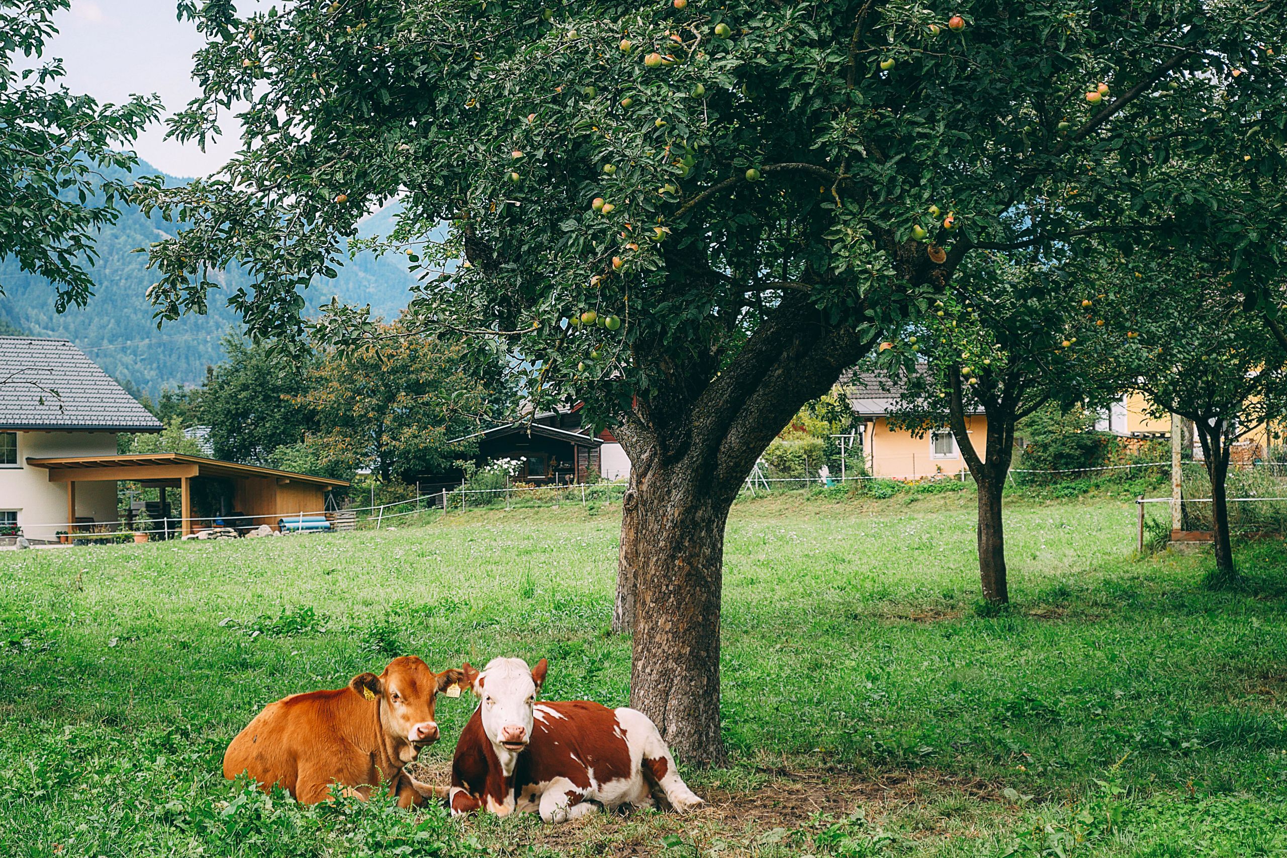 Coppia di mucche sedute sotto l'ombra di un albero, mucca maculata, mucca bruna, vacanza all'aria aperta, Alpe Adria