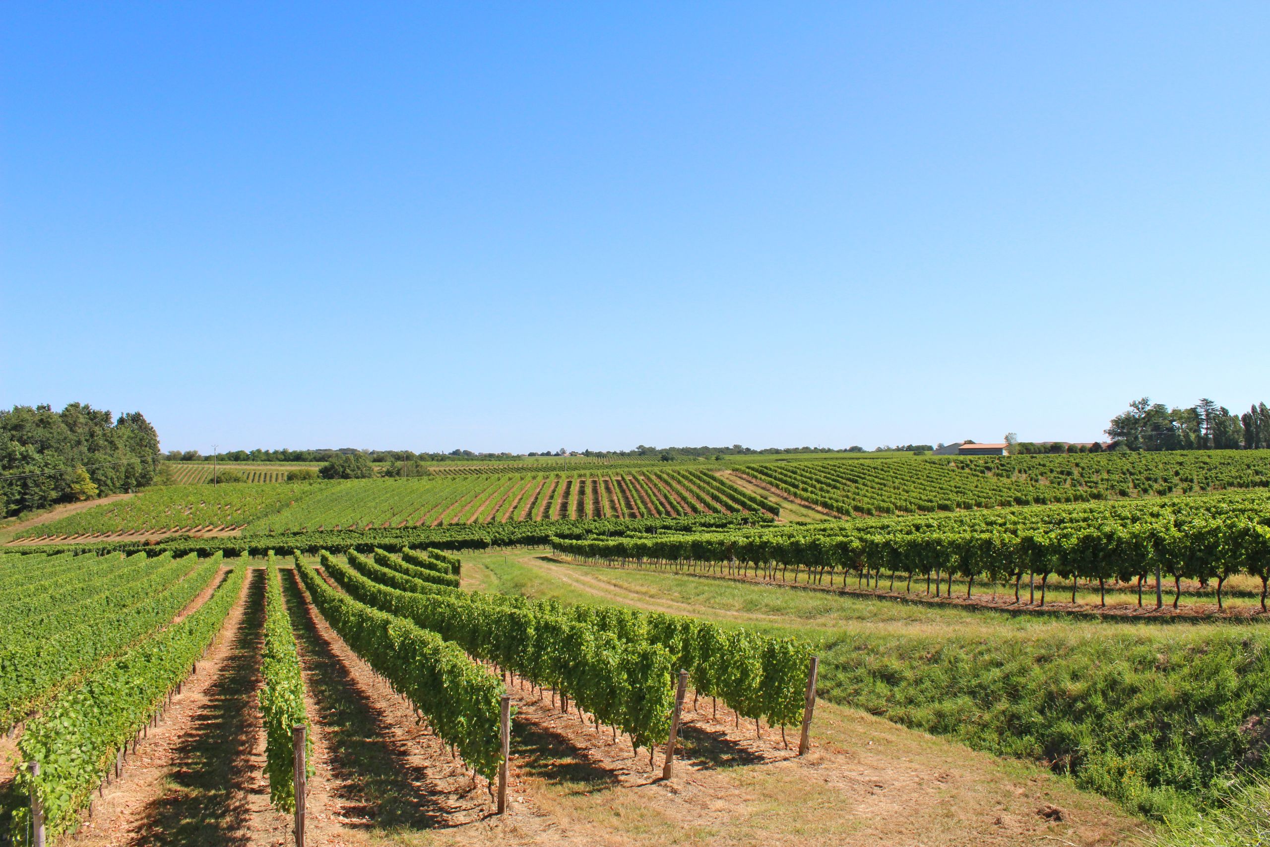 Filari di vigneti ben curati nella regione vinicola della Dordogna, Francia