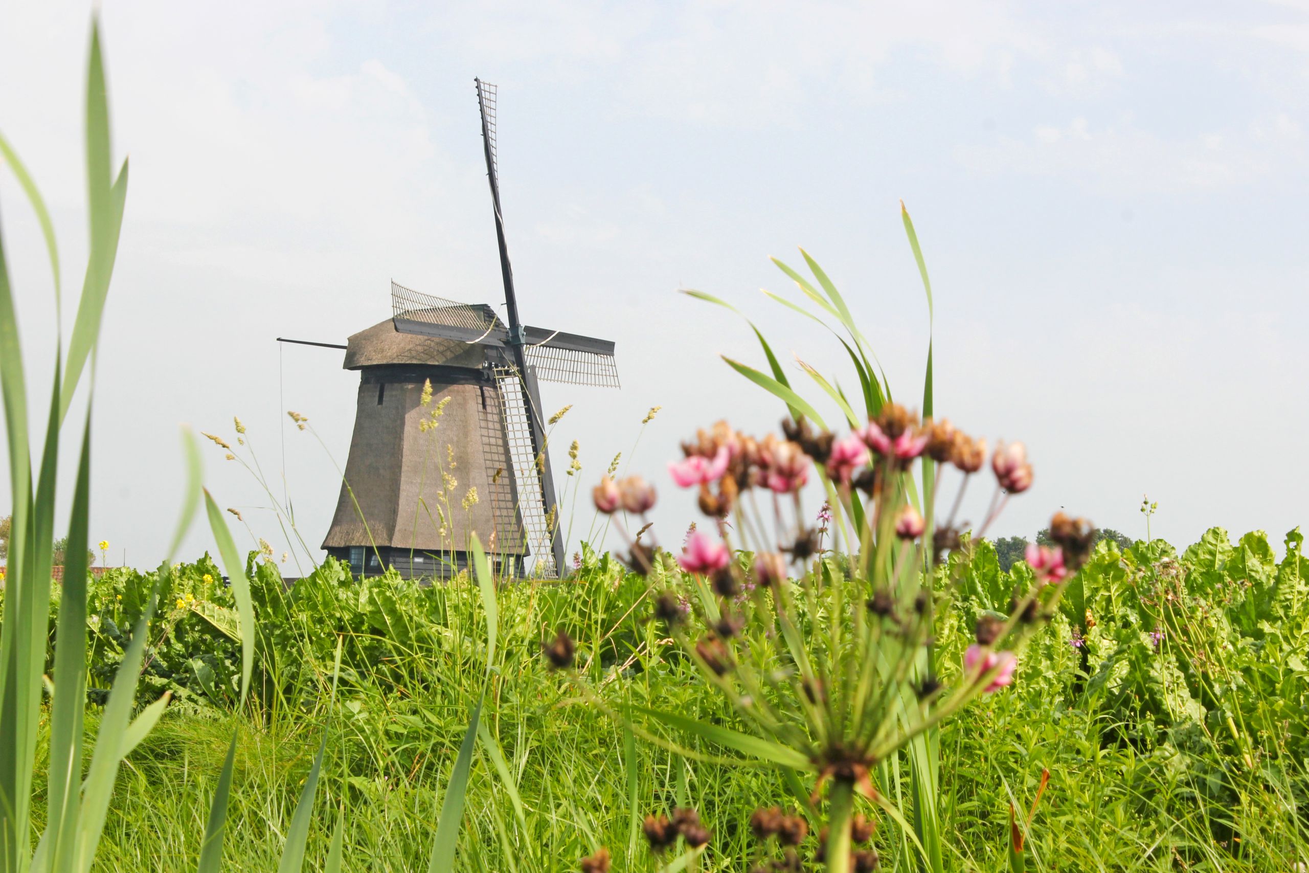 Windmühle von Kinderdijk, Südholland, umgeben von Frühlingsblumen
