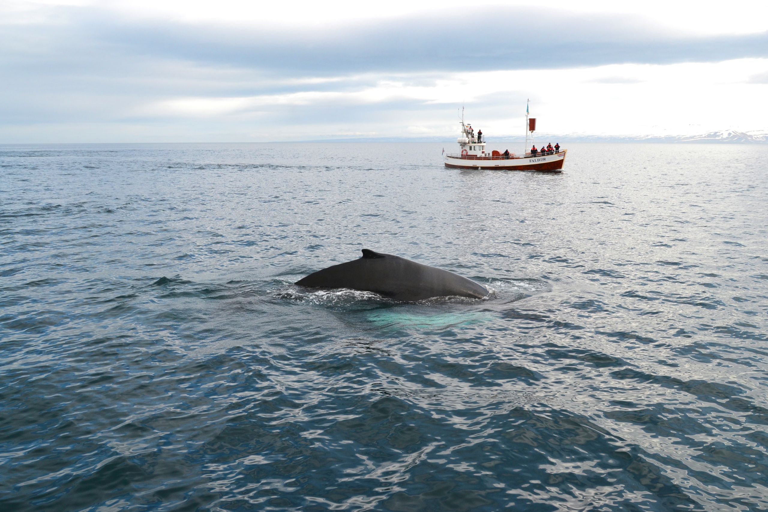 Avvistamento di una balena in mare durante un'escursione di whale watching, con una barca turistica sullo sfondo, Husavik, Islanda.