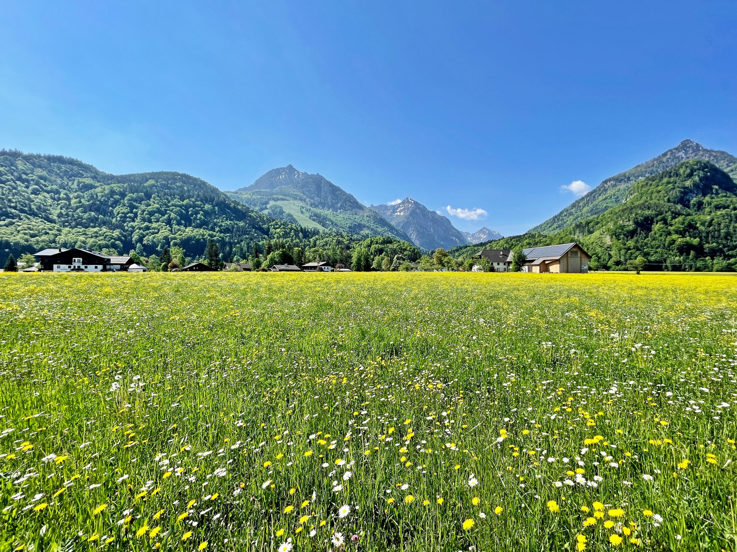 Prato fiorito ai piedi delle montagne del Salzkammergut, Austria, in una giornata soleggiata.