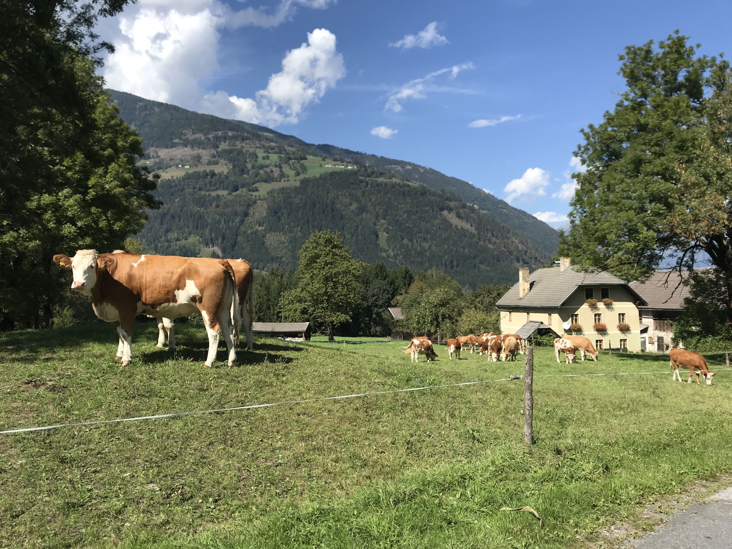 mucche al pascolo, colline verdi, case di legno, relax, vacanza all'aria aperta in Austria