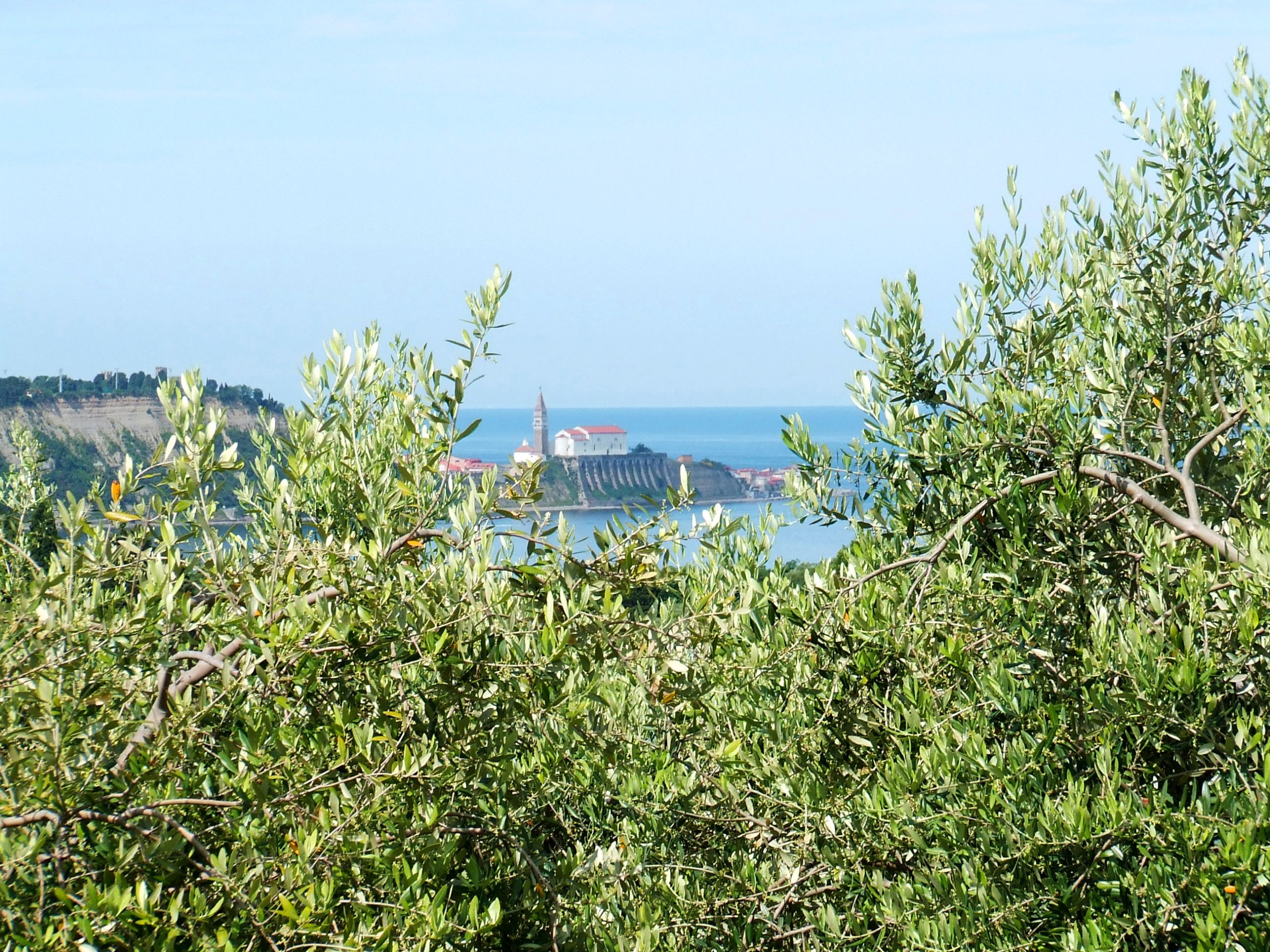 View of the Adriatic Sea through olive trees on a sunny day, Trieste, Italy.