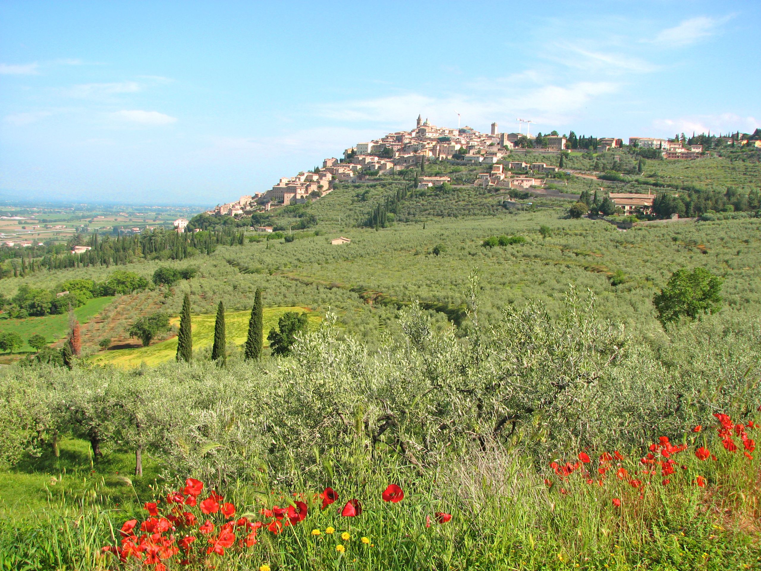 Paesaggio collinare umbro con campi verdi e papaveri.