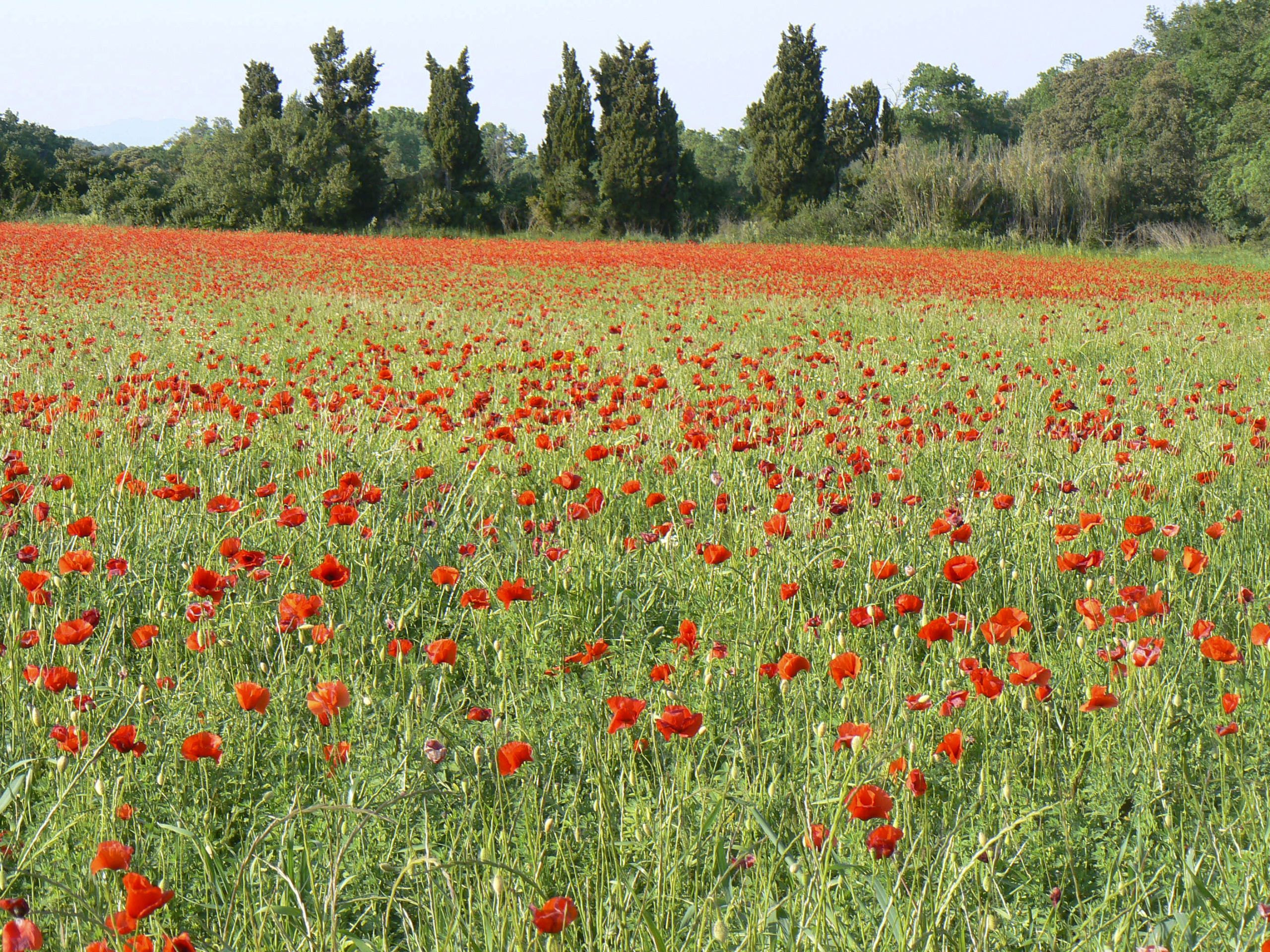 Campo di papaveri rossi in fiore nella campagna catalana, Spagna, durante la primavera.