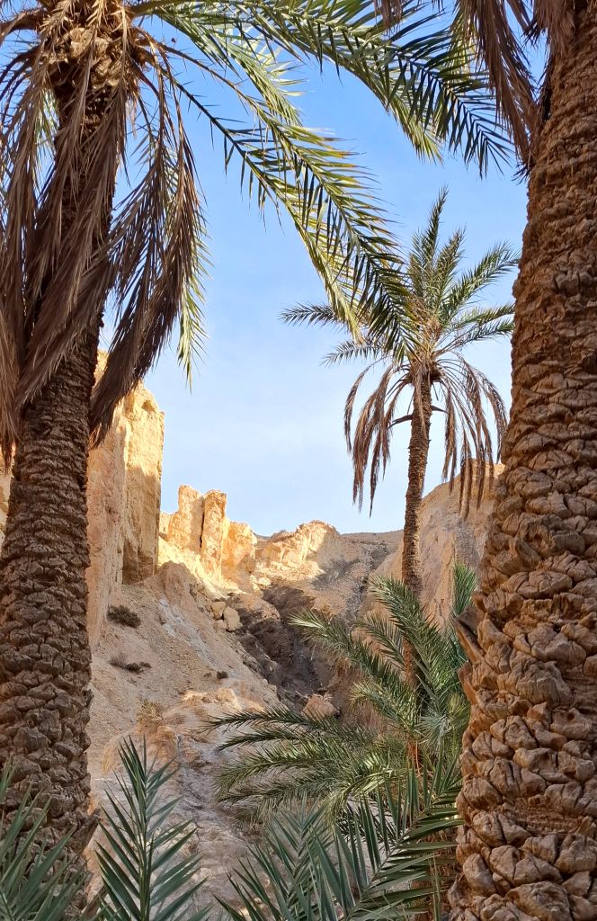 Palme da dattero e canyon nell’oasi di Tamerz, Tunisia