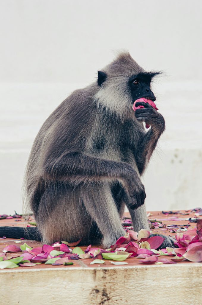 Scimmia seduta che mangia frutta.