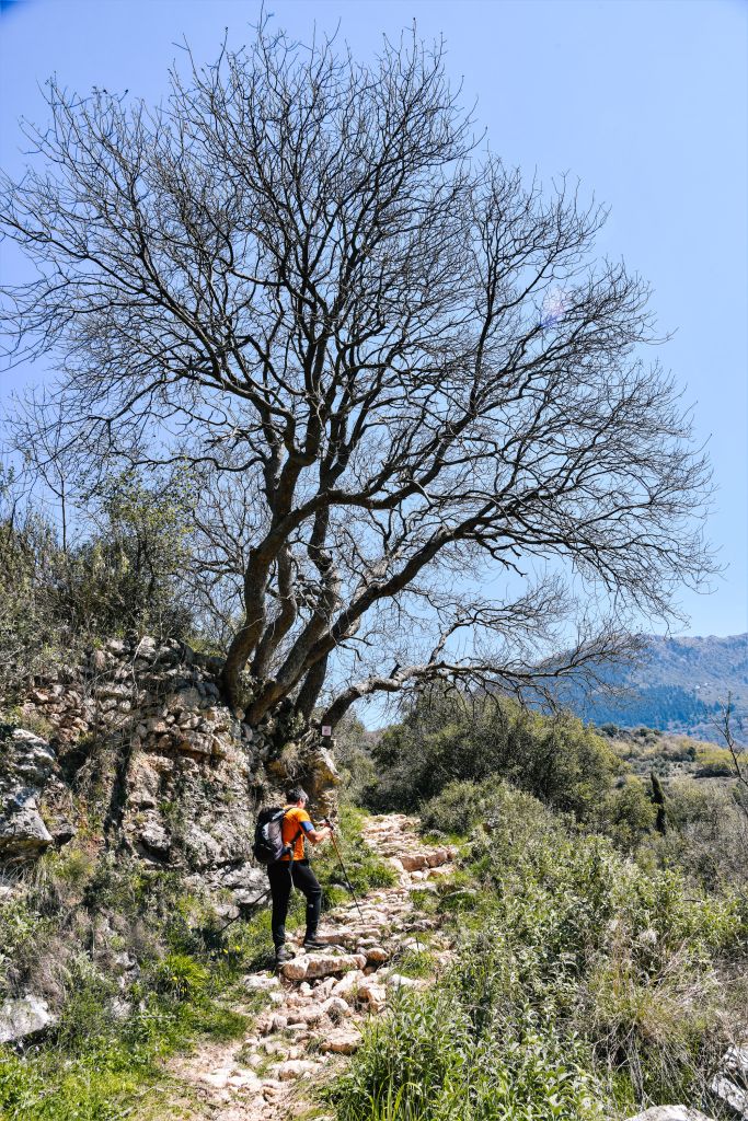 Sentiero tra gli alberi con escursionista che ammira il panorama, Peloponneso.