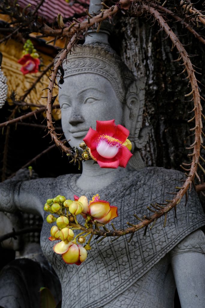 Statua di Buddha con fiori di cannonball tree al Wat Preah Prom Rath, centro storico di Siem Reap