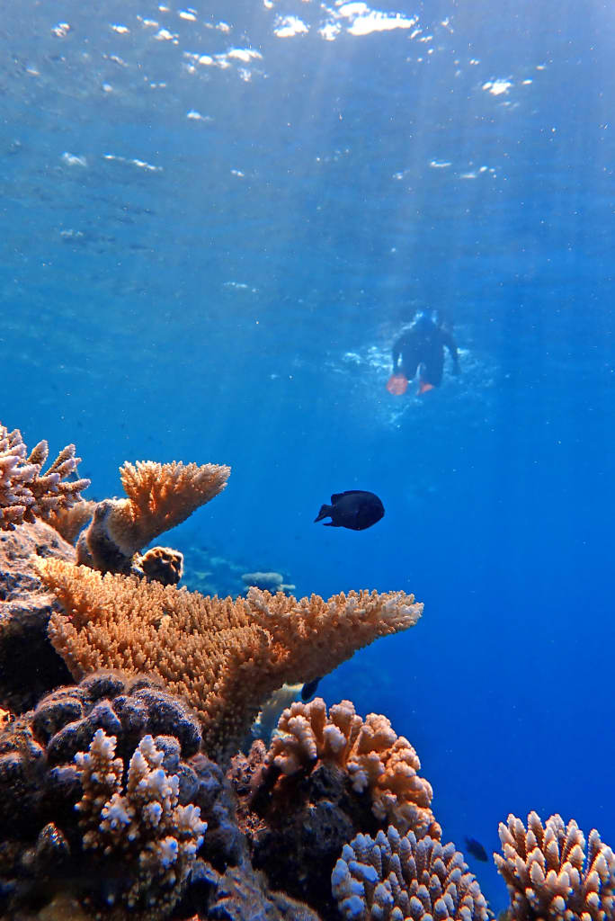 Pesci colorati tra i coralli nelle acque limpide dell’oceano Indiano alle Maldive