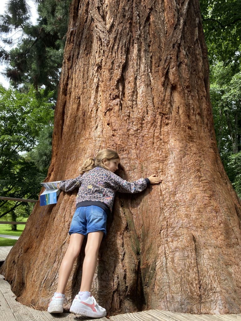 Una bambina che abbraccia un albero secolare