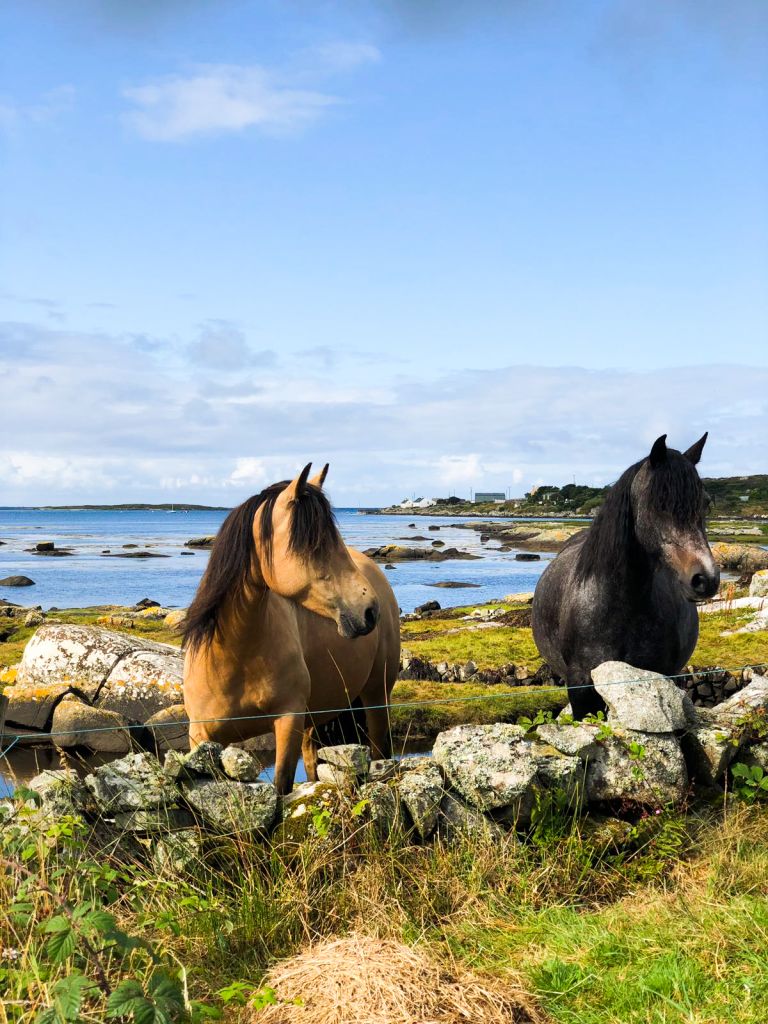 Cavalli liberi vicino alla costa in un campo con vista sull'oceano nel Connemara.