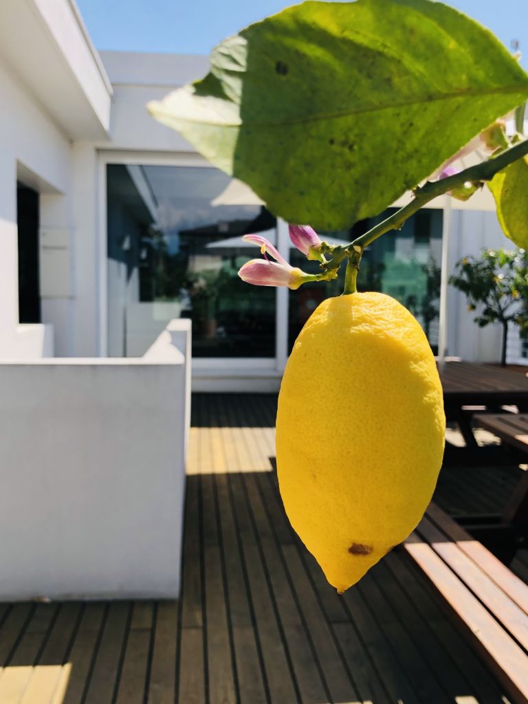 Limone giallo su albero nella terrazza di Girolibero, sede Vicenza