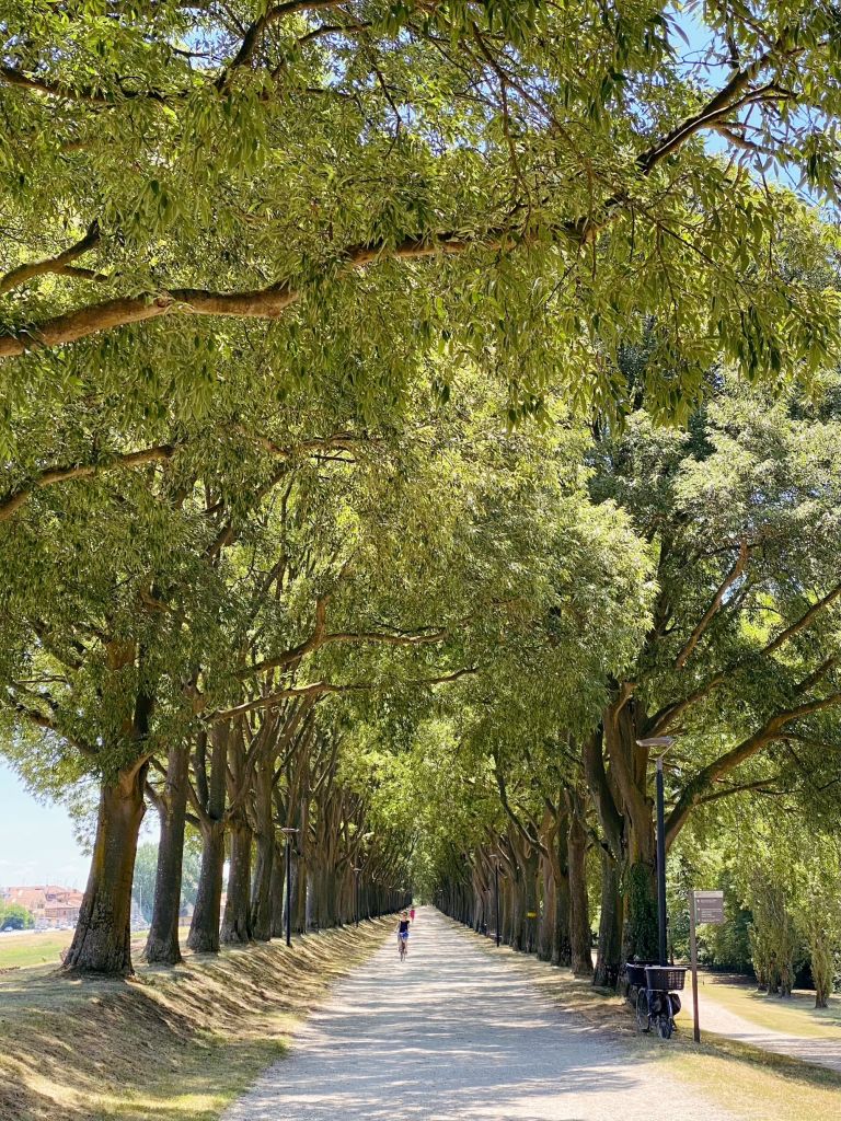 Strada fiancheggiata da alberi nel Veneto, piste ciclabili, natura, Italia.