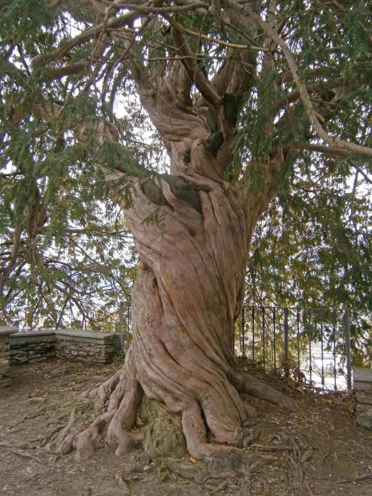 Grande tasso secolare nel Sacro Monte di Ghiffa, con il suo tronco intrecciato e rami maestosi.