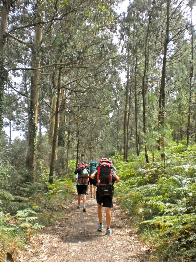 Pellegrini camminano in una foresta lungo il Cammino di Santiago