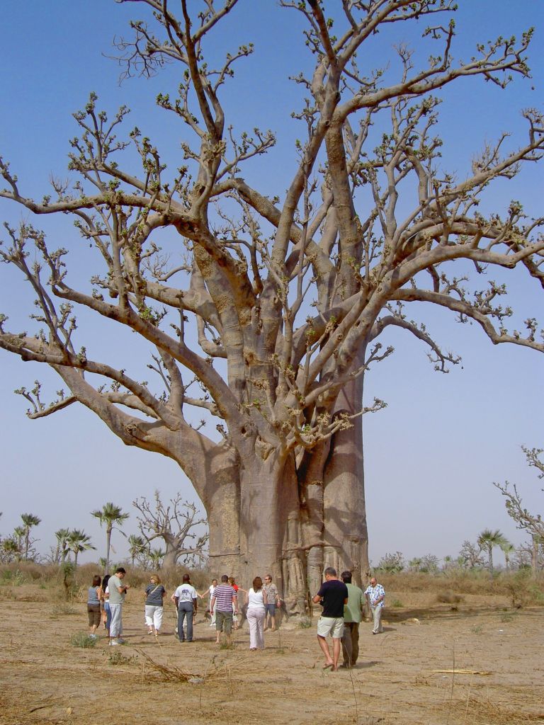 Imponente baobab secolare nel Delta del Saloum – sosta sotto l’albero sacro del Senegal